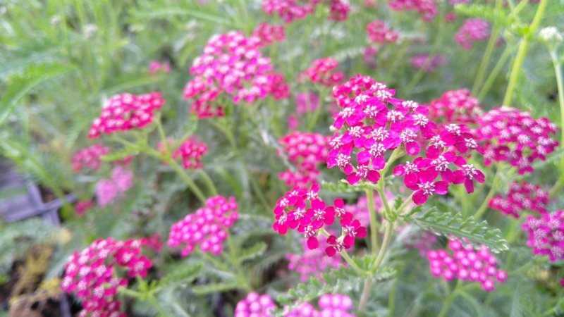 Achillea millefolium 'Sammetriese' Punakärsämö